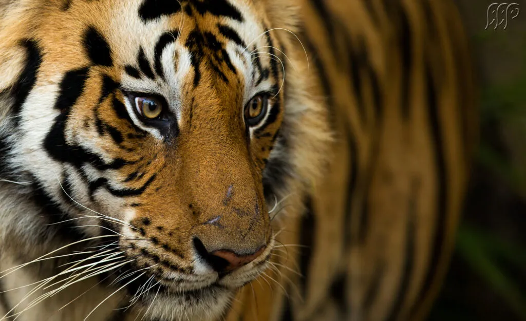 Bandhavgarh Fun Tour with One Jeep Safari