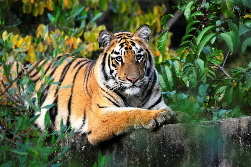 Bandhavgarh Extended Wildlife Tour